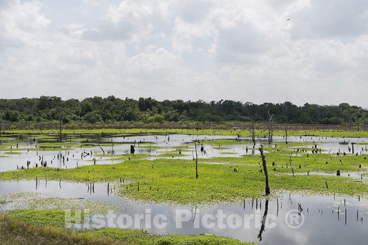 Hopkins County, TX Photo - Marshy Corner of Lake Fork, Near Sulphur Springs-