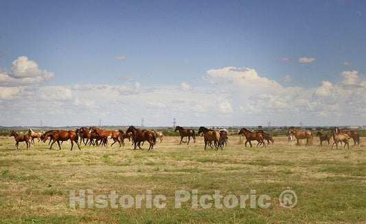 Photo- Beautiful Horses Romp at The Cannon Quarter Horse Ranch Near Venus, Texas 2 Fine Art Photo Reproduction