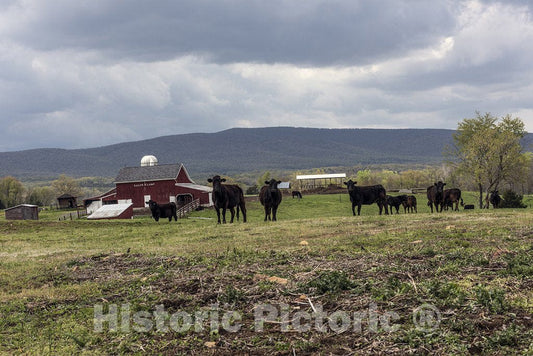 Hampshire County, WV Photo - Attentive Cows on The Ralph O. Lamp Farm in Hampshire County, West Virginia