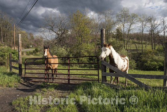 Hampshire County, WV Photo - Attractive Horses in Rural Hampshire County, West Virginia
