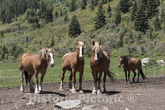 Hermosa, CO Photo - Handsome Horses Near The Settlement of Hermosa, on The Winding Road Between Durango and Silverton in La Junta County, Colorado