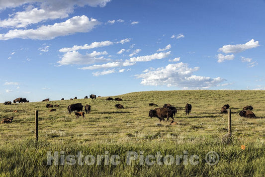 Weld County, CO Photo - Bison Herd in Weld County, Colorado, Near The Wyoming line
