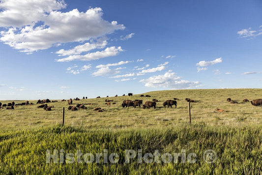 Weld County, CO Photo - Bison herd in Weld County, Colorado, near the Wyoming line