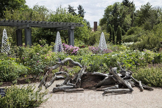 Denver, CO Photo - Driftwood installation at the Denver Botanic Gardens in Denver, Colorado