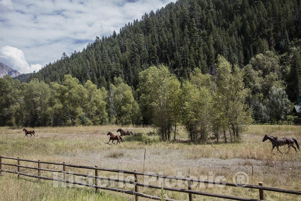 Gunnison County, CO Photo - Galloping Horses Along The Road from Colorado's Crystal River Valley up to Crested Butte in Gunnison County