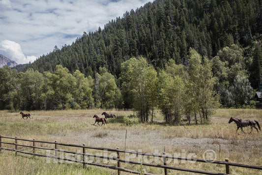 Gunnison County, CO Photo - Galloping Horses Along The Road from Colorado's Crystal River Valley up to Crested Butte in Gunnison County