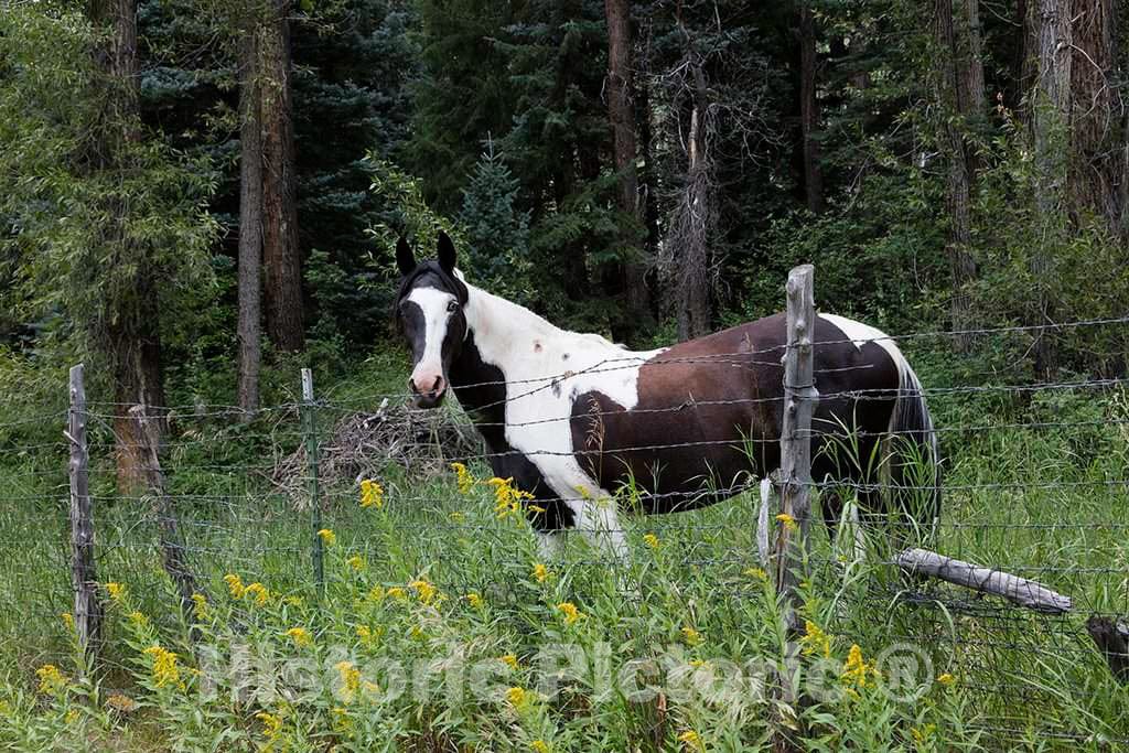 Photo - A Handsome Horse in The Woods Outside Tiny Redstone, Once a Company Town in Colorado's Crystal River Valley- Fine Art Photo Reporduction