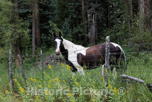 Photo - A Handsome Horse in The Woods Outside Tiny Redstone, Once a Company Town in Colorado's Crystal River Valley- Fine Art Photo Reporduction
