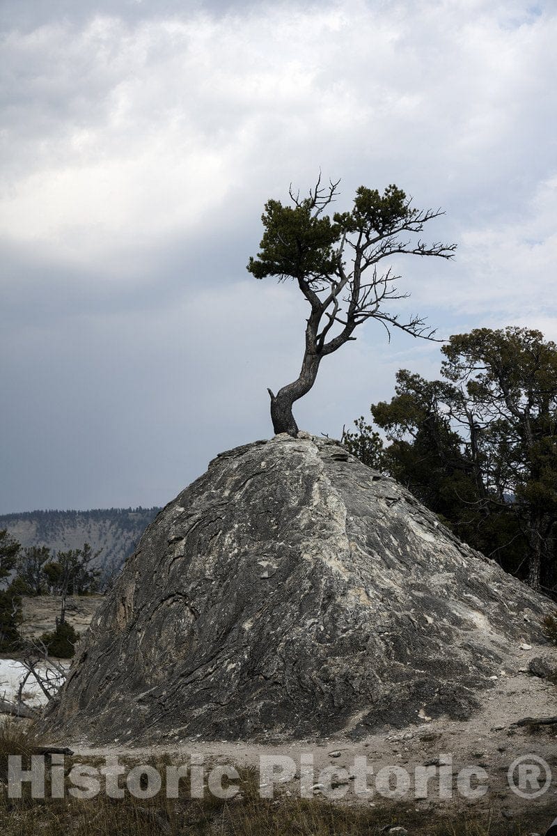 Yellowstone, WY Photo - A gaunt Tree Above Yellowstone National Park