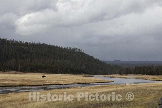 Yellowstone National Park, Wyoming Photo - A lone bison approaches the Firehole River in Yellowstone National Park in the northwest corner of the western state of Wyoming.