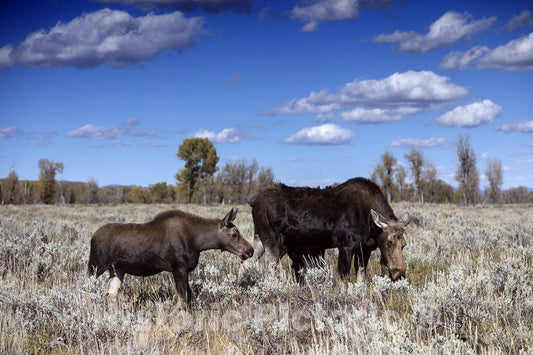 Grand Teton National Park, Wyoming Photo - A Moose and her Calf Graze in a Meadow Near a Highway Turnout