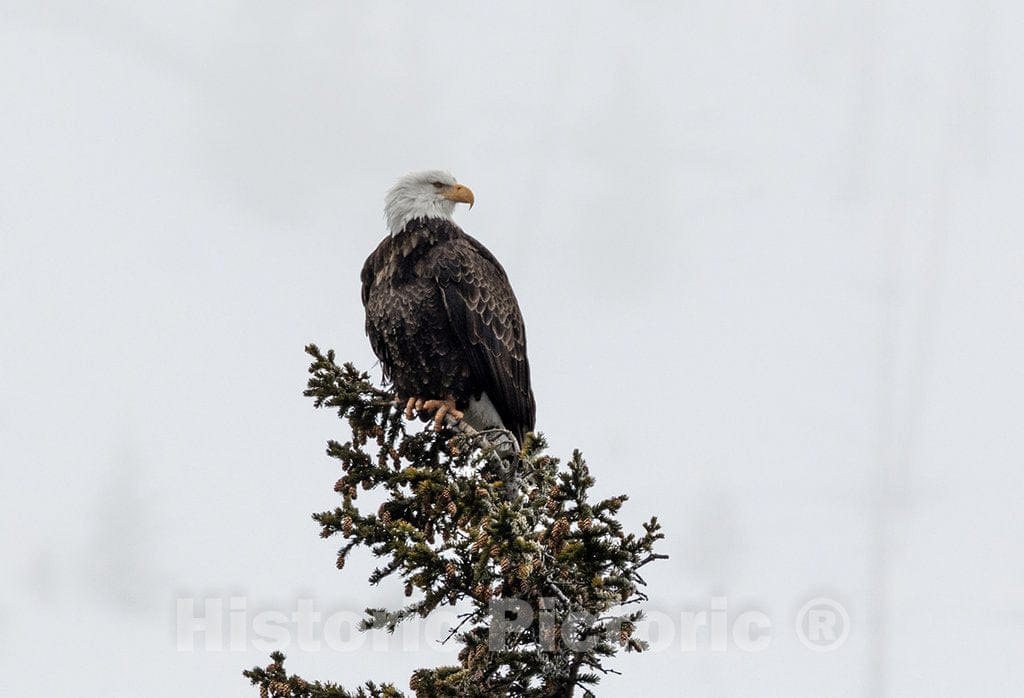 Yellowstone National Park, Wyoming Photo - A bald eagle surveys its surroundings in Yellowstone National Park in the western U.S. state of Wyoming.