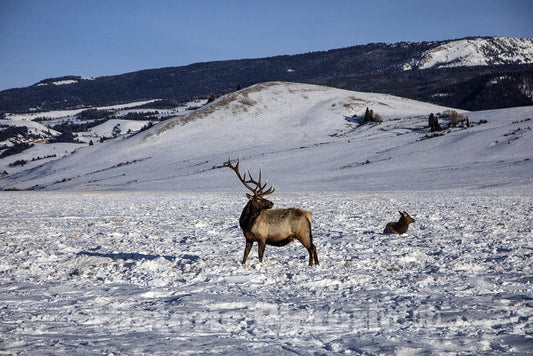 Jackson Hole, Wyoming Photograph - Handsome specimens at The U.S. Fish & Wildlife Service's elk Refuge in Jackson Hole, Wyoming, a Valley on The Edge of Grand Teton National Park.