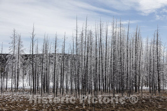 Yellowstone National Park, Wyoming Photo - Ice Coats The Trees in-