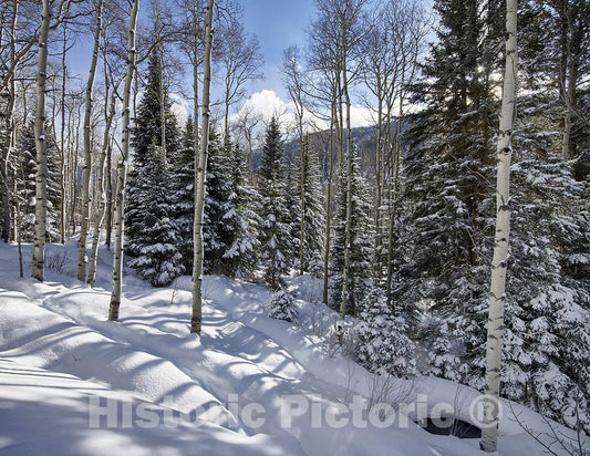 Aspen, CO Photo - Snow clings to woodsy branches in this lovely scene just east of Aspen, CO.