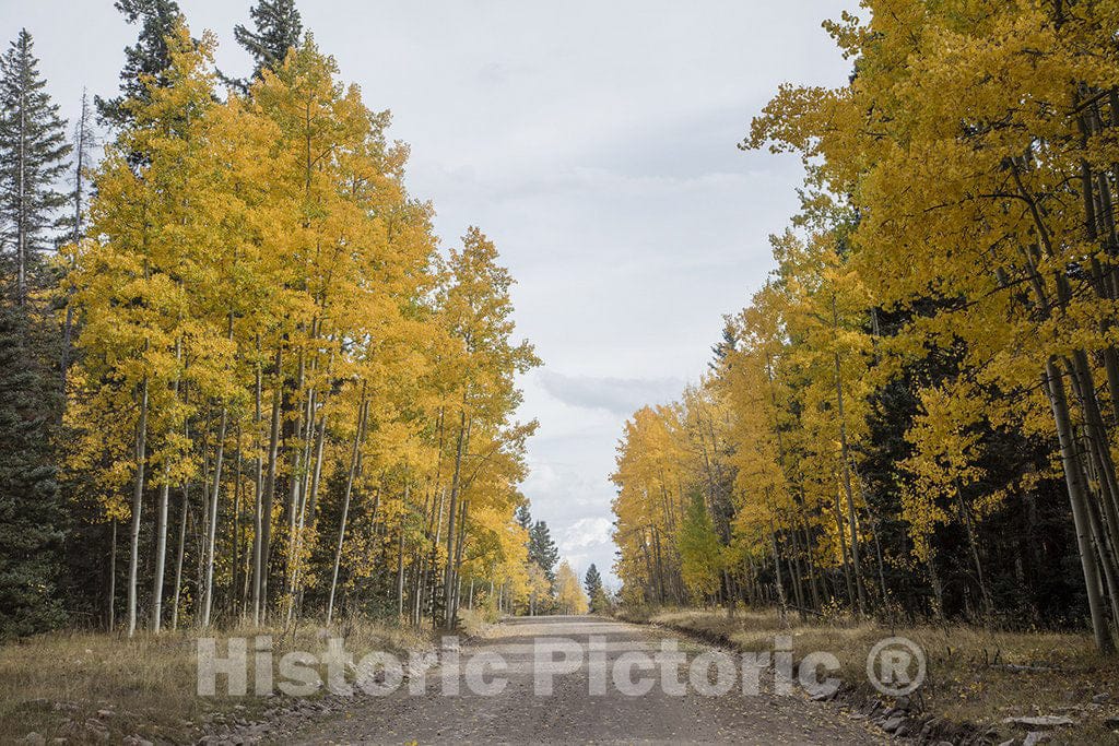 Conejos County, CO Photo - A bright touch of autumn lines a U.S. Forest Service road high in the San Juan Mountains of Conejos County, Colorado, near the New Mexico border.