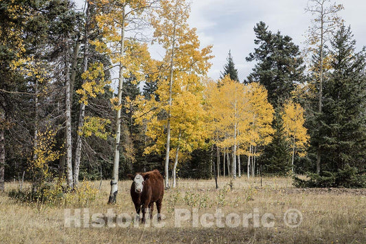 Conejos County, CO Photo - Cattle amble Freely Along a U.S. Forest Service Road-