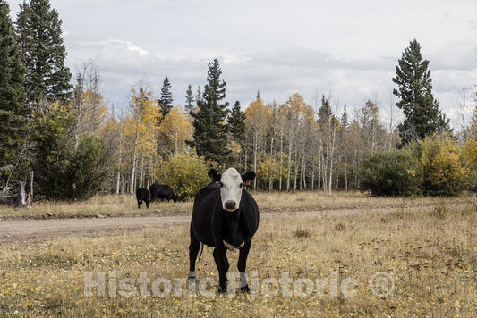 Conejos County, CO Photo - Cattle amble freely along a U.S. Forest Service road, high in the San Juan Mountains of Conejos County, Colorado, near the New Mexico border.