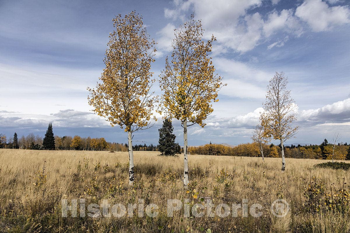 Conejos County, CO Photo - A San Juan Mountain Meadow in Autumn in Conejos County-