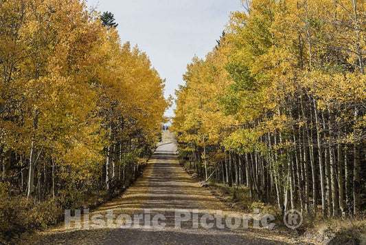 Conejos County, CO Photo - A U.S. Forest Service road cuts through the fall aspens in the San Juan Mountains of Conejos County, Colorado, near the New Mexico border.