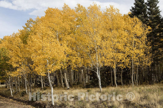 Conejos County, CO Photo - A Stand of aspens in Their Fall Glory in The San Juan Mountains of Conejos County, Colorado, Near The New Mexico Border.