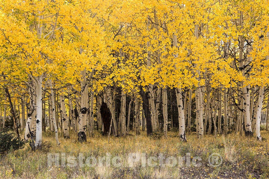 Conejos County, CO Photo - A Stand of aspens in Their Fall Glory in The San Juan Mountains-