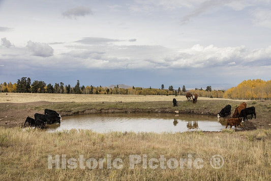 Conejos County, CO Photo - Cattle amble - and Drink from Ponds - Freely in The San Juan Mountains of Conejos County, Colorado, Near The New Mexico Border.