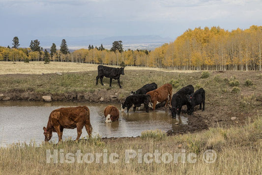 Conejos County, CO Photo - Cattle amble - and drink from ponds - freely in the San Juan Mountains of Conejos County, Colorado, near the New Mexico border.