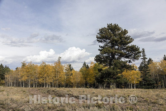 Conejos County, CO Photo - Aspens and evergreens Abide Together in The San Juan Mountains of Conejos County, Colorado, Near The New Mexico Border.