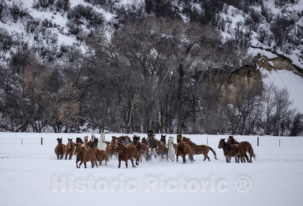 Routt County, CO Photograph - A mixed herd of wild and domesticated horses frolics on the Ladder Livestock ranch, a vast cattle and sheep-ranching operation that straddles the WY-CO border.