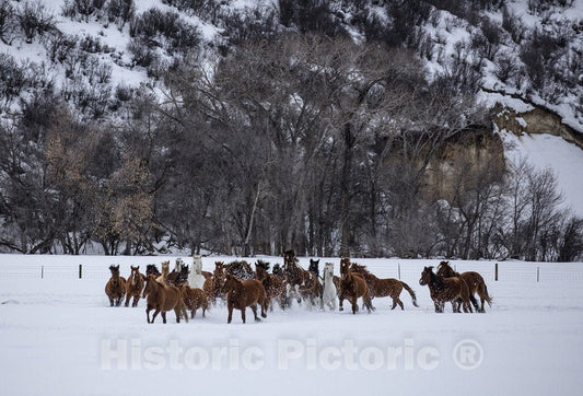 Routt County, CO Photograph - A mixed herd of wild and domesticated horses frolics on the Ladder Livestock ranch, a vast cattle and sheep-ranching operation that straddles the WY-CO border.