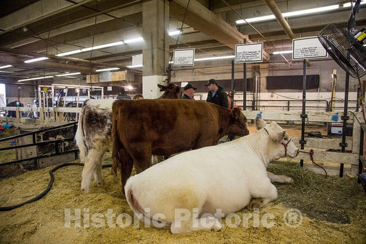 Photo - In Denver, Colorado, cows at the National Western Stock Show, which includes one of the largest indoor rodeos and livestock shows in the world- Fine Art Photo Reporduction