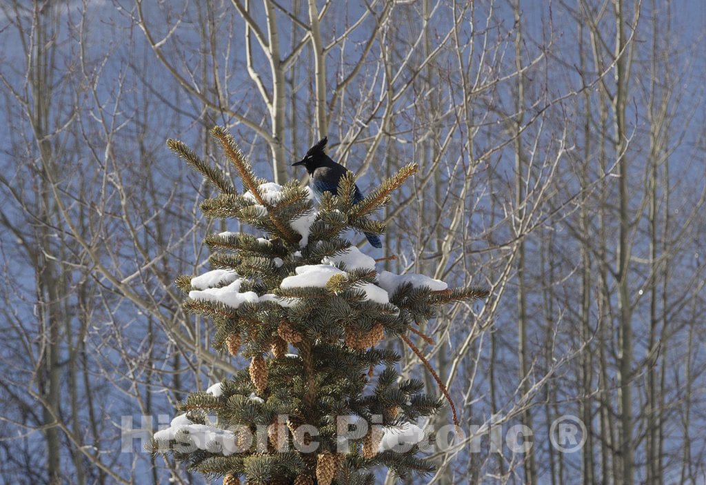 Aspen, CO Photo - A Steller's jay - a large, gray jay native to the American Rockies - surveys the scene atop an evergreen near Aspen, Colorado.