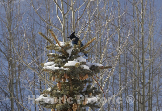 Aspen, CO Photo - A Steller's jay - a large, gray jay native to the American Rockies - surveys the scene atop an evergreen near Aspen, Colorado.