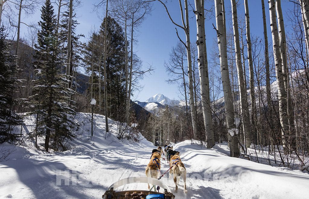 Snowmass Village, CO Photo - Sled Dogs Run Through The Rocky Mountain Backcountry Near The ski Resort of Snowmass Village, Colorado.