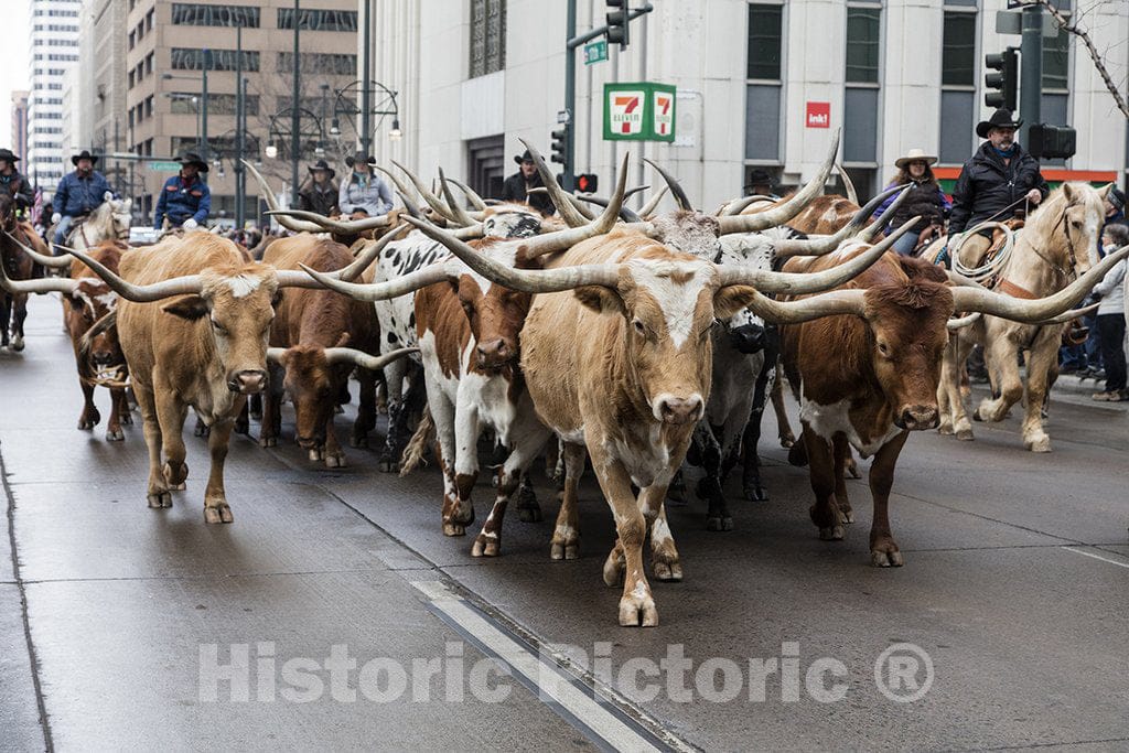 Denver, CO Photo - Longhorn Cattle Attract a Crowd at The National Western Stock Show's Kickoff Parade in Downtown Denver, Colorado.