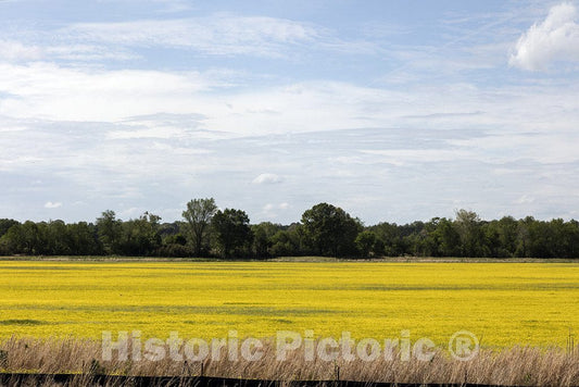 Benton County, Mississippi Photograph - Spring field of rapeseed flowers in Benton County, Mississippi. The plant is cultivated for its oil, and its byproducts are useful in making animal feeds.