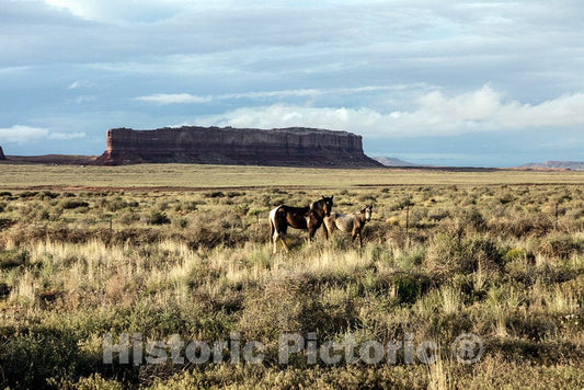 Photo- Wild Horses Stand in a high-Desert Field Near an Isolated mesa in southewestern Colorado's Montezuma County 1 Fine Art Photo Reproduction