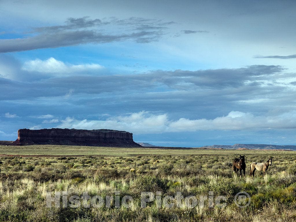 Photo- Wild Horses Stand in a high-Desert Field Near an Isolated mesa in southewestern Colorado's Montezuma County 2 Fine Art Photo Reproduction