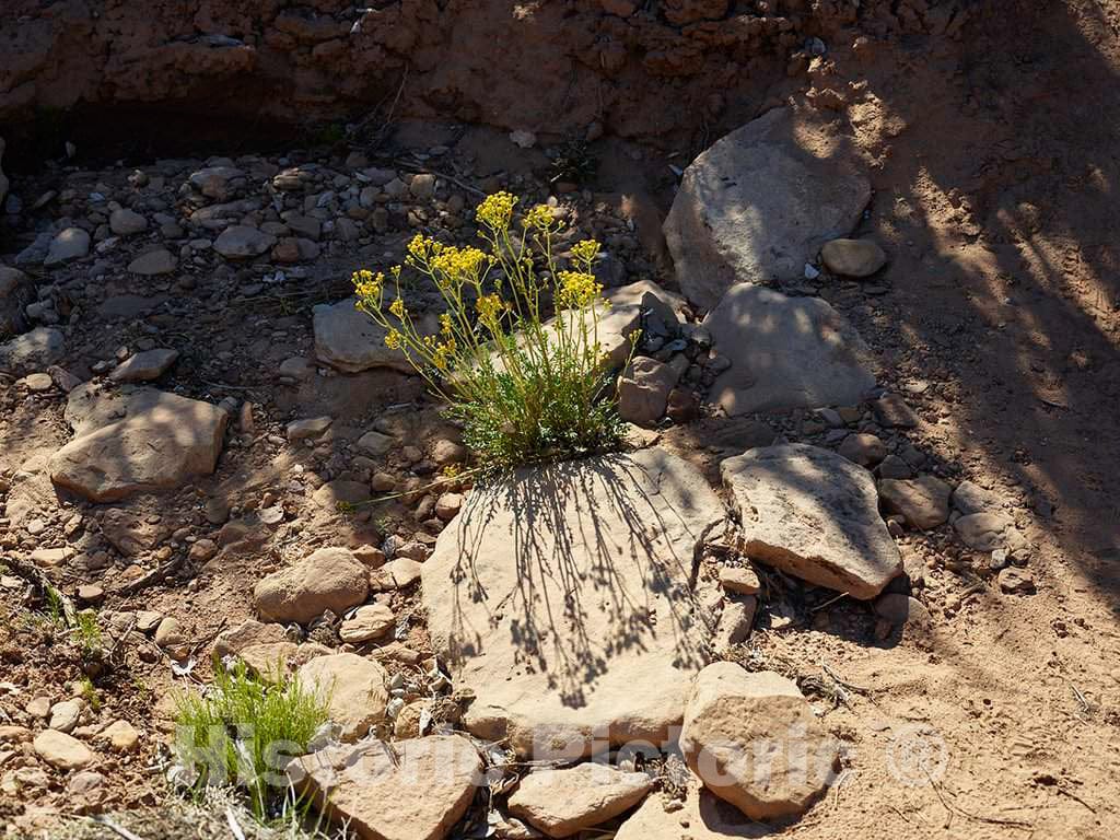 Photo - A tiny patch of wildflowers in Hovenweep National Monument in southwestern Colorado's Montezuma County- Fine Art Photo Reporduction