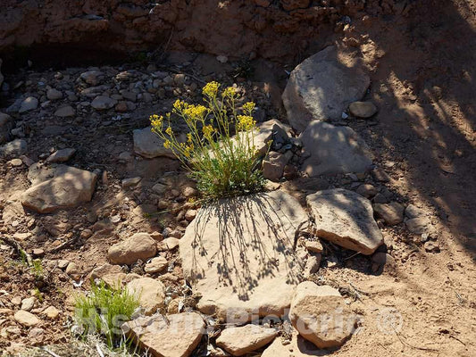 Photo - A tiny patch of wildflowers in Hovenweep National Monument in southwestern Colorado's Montezuma County- Fine Art Photo Reporduction