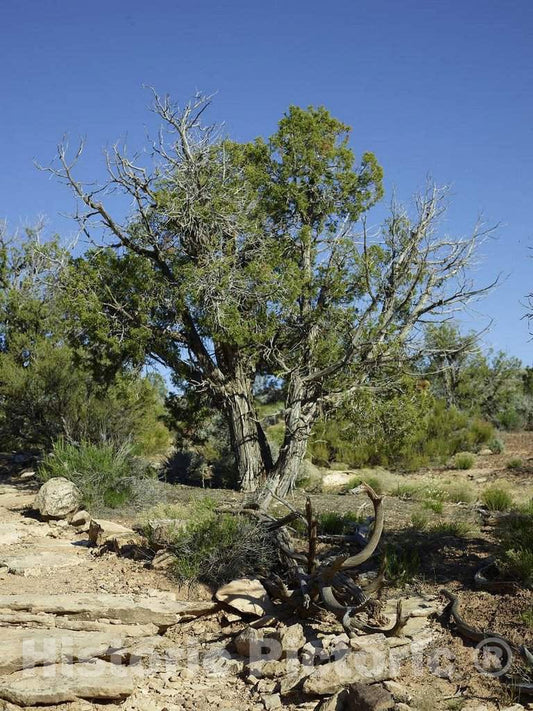 Photo - Tree in The Colorado Portion of Hovenweep National Monument- Fine Art Photo Reporduction