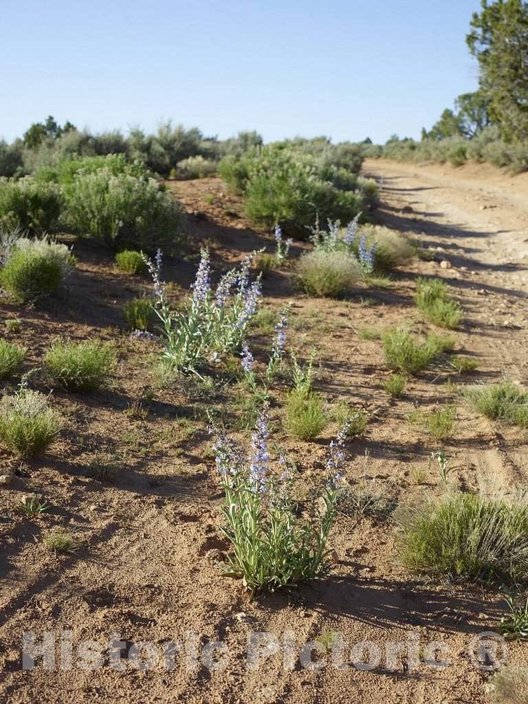 Photo - Tiny Patches of Wildflowers in Hovenweep National Monument in Southwestern Colorado's Montezuma County- Fine Art Photo Reporduction