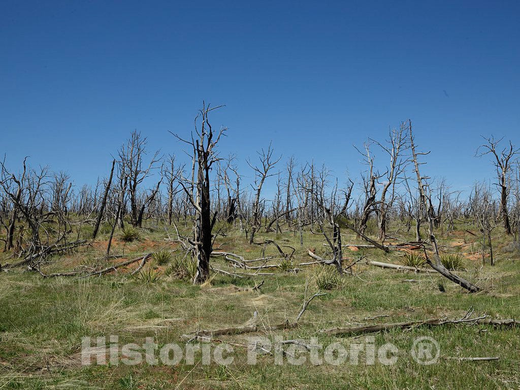 Photo - Roadside View of Trees Damaged by a Sweeping Wildfire in Mesa Verde National Park in Colorado's Montezuma County- Fine Art Photo Reporduction