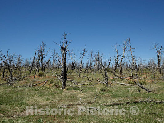 Photo - Roadside View of Trees Damaged by a Sweeping Wildfire in Mesa Verde National Park in Colorado's Montezuma County- Fine Art Photo Reporduction