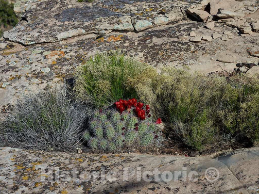 Photo - Desert Blooms in The Montezuma County, Colorado, Portion of Hovenweep National Monument- Fine Art Photo Reporduction