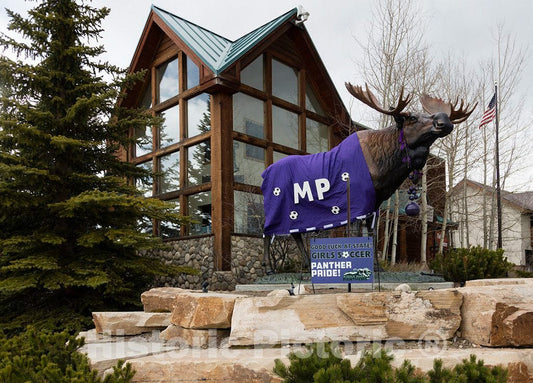 Photo - Even though he's a moose, this statue gets a Panther blanket, placed by boosters of the local Middle Park Panthers soccer team, in Winter Park- Fine Art Photo Reporduction