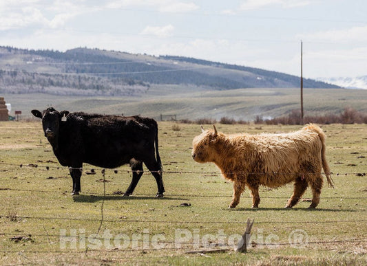 Photo - Two Cattle, Including a Long-haired one, in Jackson County, Colorado- Fine Art Photo Reporduction