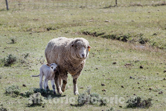 Photo- A ewe keeps in close touch with, and a protective eye on, her new lamb in Jackson County, Colorado 1 Fine Art Photo Reproduction