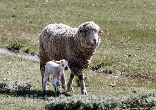 Photo- A ewe Keeps in Close Touch with, and a Protective Eye on, her New Lamb in Jackson County, Colorado 2 Fine Art Photo Reproduction